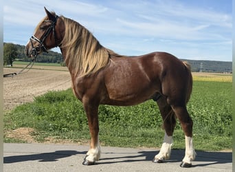 Andere Rassen, Ruin, 3 Jaar, 157 cm, Donkere-vos