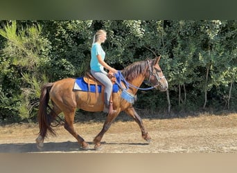 Andere Rassen Mix, Ruin, 3 Jaar, 157 cm, Donkere-vos