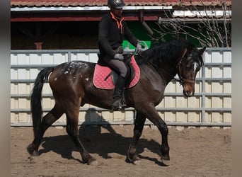 Andere Rassen, Ruin, 3 Jaar, 158 cm, Donkerbruin