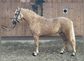 Andere Rassen Mix, Ruin, 3 Jaar, 158 cm, Palomino