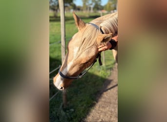 Andere Rassen, Ruin, 3 Jaar, 158 cm, Palomino