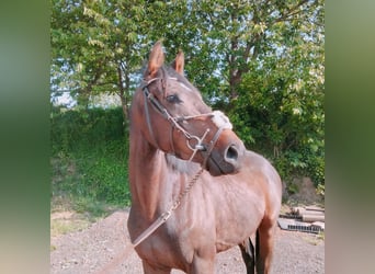 Andere Rassen Mix, Ruin, 3 Jaar, 160 cm, Bruin