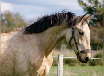 Andere Rassen, Ruin, 3 Jaar, 160 cm, Falbe