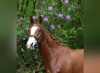 Andere Rassen, Ruin, 3 Jaar, 160 cm, Roodvos