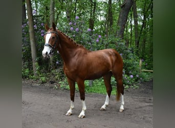 Andere Rassen, Ruin, 3 Jaar, 160 cm, Roodvos