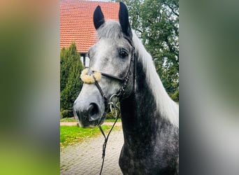 Sonstige Rassen Mix, Wallach, 3 Jahre, 160 cm, Schimmel