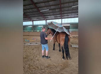 Andere Rassen, Ruin, 3 Jaar, 161 cm, Donkerbruin