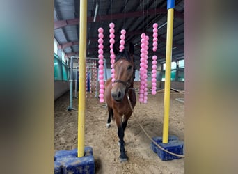 Andere Rassen, Ruin, 3 Jaar, 161 cm, Donkerbruin