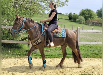 Andere Rassen, Ruin, 3 Jaar, 162 cm, Donkere-vos
