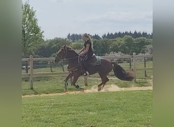 Andere Rassen, Ruin, 3 Jaar, 162 cm, Donkere-vos