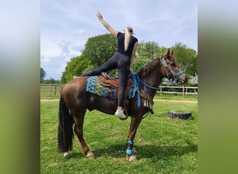 Andere Rassen, Ruin, 3 Jaar, 162 cm, Donkere-vos
