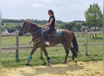 Andere Rassen, Ruin, 3 Jaar, 162 cm, Donkere-vos
