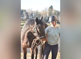 Andere Rassen, Ruin, 3 Jaar, 165 cm, Donkerbruin