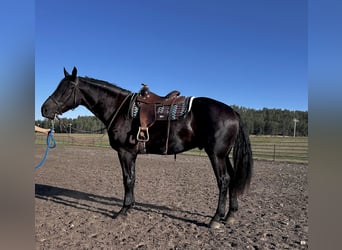 Andere Rassen Mix, Ruin, 3 Jaar, 173 cm, Zwart