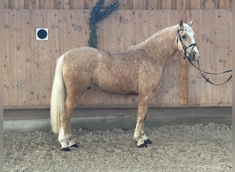 Andere Rassen Mix, Ruin, 3 Jaar, Palomino