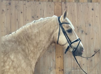 Andere Rassen Mix, Ruin, 3 Jaar, Palomino