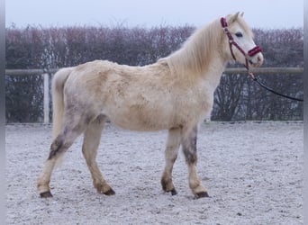 Andere Rassen, Ruin, 4 Jaar, 112 cm, Schimmel