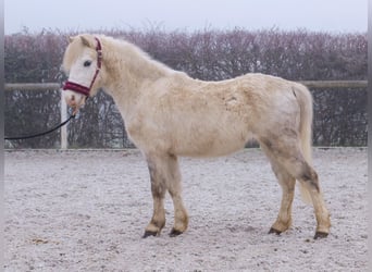 Andere Rassen, Ruin, 4 Jaar, 112 cm, Schimmel