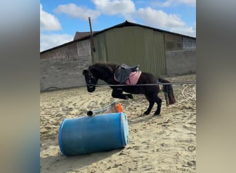 Andere Rassen Mix, Ruin, 4 Jaar, 114 cm, Zwart