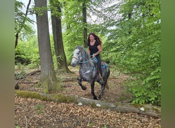 Andere Rassen, Ruin, 4 Jaar, 145 cm, Appelschimmel