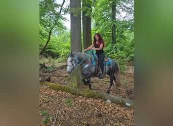 Andere Rassen, Ruin, 4 Jaar, 145 cm, Appelschimmel