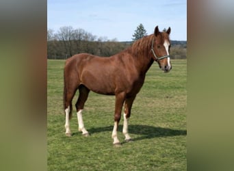 Andere Rassen, Ruin, 4 Jaar, 145 cm, Vos