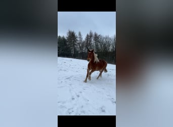 Andere Rassen Mix, Ruin, 4 Jaar, 146 cm, Bruin