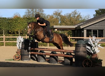 Andere Rassen, Ruin, 4 Jaar, 147 cm