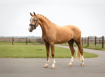 Andere Rassen, Ruin, 4 Jaar, 148 cm, Palomino