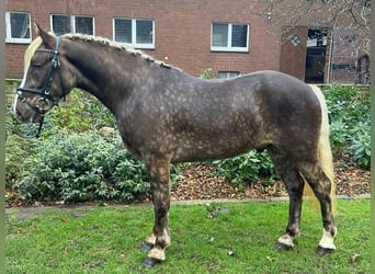 Andere Rassen, Ruin, 4 Jaar, 150 cm, Donkere-vos