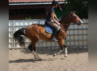 Andere Rassen, Ruin, 4 Jaar, 150 cm, Lichtbruin