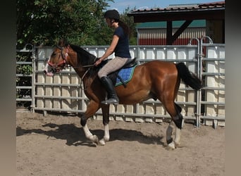 Andere Rassen, Ruin, 4 Jaar, 150 cm, Lichtbruin
