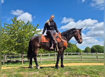 Andere Rassen, Ruin, 4 Jaar, 152 cm, Bruin