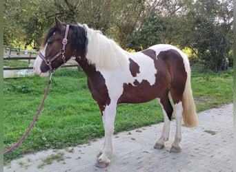 Andere Rassen, Ruin, 4 Jaar, 152 cm, Gevlekt-paard