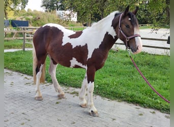 Andere Rassen, Ruin, 4 Jaar, 152 cm, Gevlekt-paard