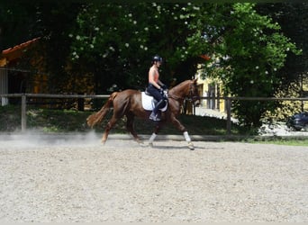 Andere Rassen, Ruin, 4 Jaar, 152 cm, Vos