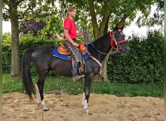 Andere Rassen, Ruin, 4 Jaar, 153 cm, Gevlekt-paard