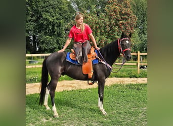 Andere Rassen, Ruin, 4 Jaar, 153 cm, Gevlekt-paard