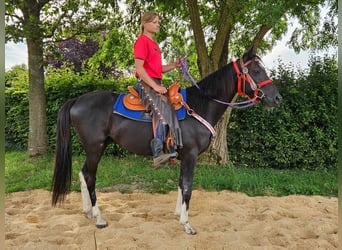 Andere Rassen, Ruin, 4 Jaar, 153 cm, Gevlekt-paard