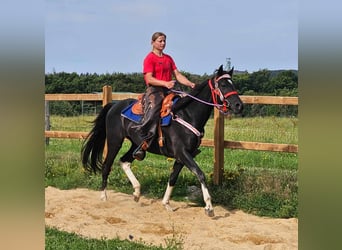 Andere Rassen, Ruin, 4 Jaar, 153 cm, Gevlekt-paard