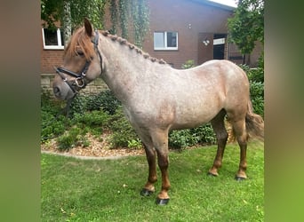 Andere Rassen, Ruin, 4 Jaar, 153 cm, Rood schimmel