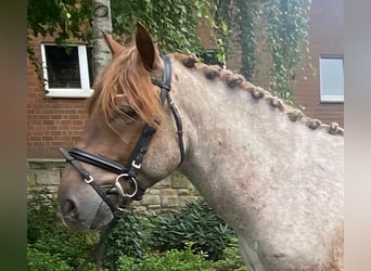 Andere Rassen, Ruin, 4 Jaar, 153 cm, Rood schimmel