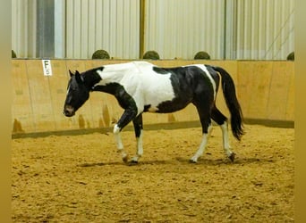 Andere Rassen, Ruin, 4 Jaar, 154 cm, Gevlekt-paard