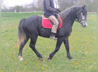 Andere Rassen, Ruin, 4 Jaar, 154 cm, Zwartschimmel