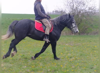 Andere Rassen, Ruin, 4 Jaar, 154 cm, Zwartschimmel