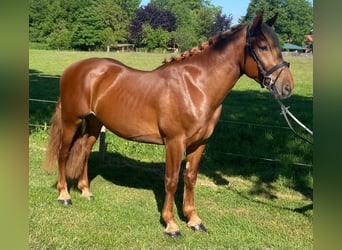 Andere Rassen, Ruin, 4 Jaar, 156 cm, Vos