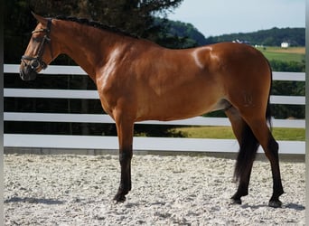 Andere Rassen, Ruin, 4 Jaar, 157 cm, Bruin