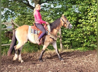 Andere Rassen, Ruin, 4 Jaar, 157 cm, Falbe