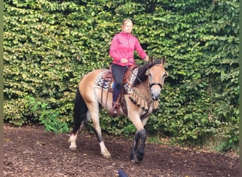 Andere Rassen, Ruin, 4 Jaar, 157 cm, Falbe