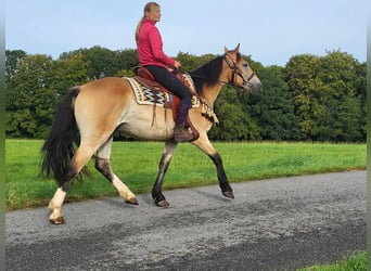 Andere Rassen, Ruin, 4 Jaar, 157 cm, Falbe